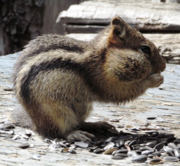 squirrel